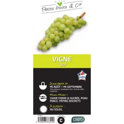 VIGNE 'Ora' C1.5L PETITS...