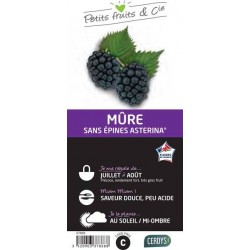 MURIER 'Asterina'® C1.5L...