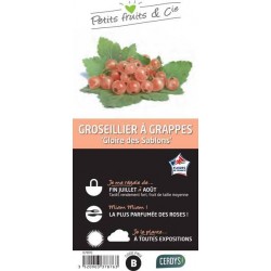 GROSEILLIER a grappes...