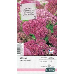 SEDUM 'Herbstfreude' C2L-RC...