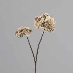 Tige Aneth  Crème H70