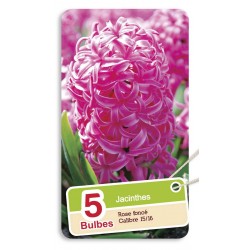 JACINTHES Rose foncé...