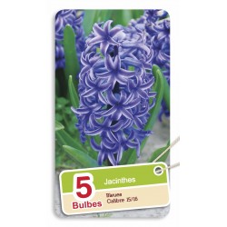 JACINTHES Bleues Calibre...