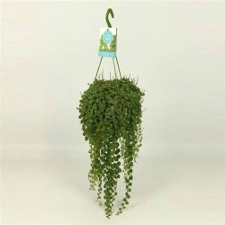 Peperomia prostrata...