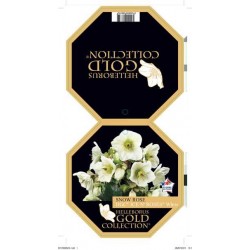 HELLEBORUS Hgc® Ice N'...