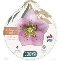 HELLEBORUS orientalis rose...