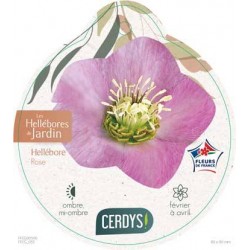 HELLEBORUS orientalis rose...
