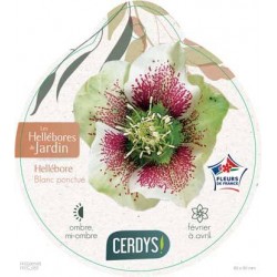 HELLEBORUS orientalis blanc...