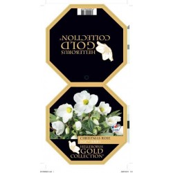 HELLEBORUS Hgc® Jerry blanc...