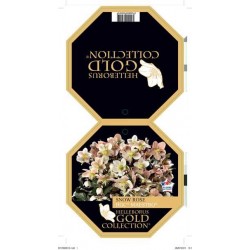 HELLEBORUS ballardiae Hgc®...