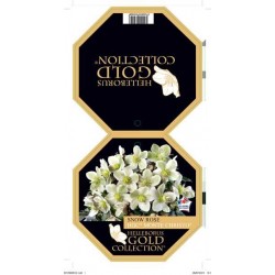 HELLEBORUS ericsmithii Hgc®...