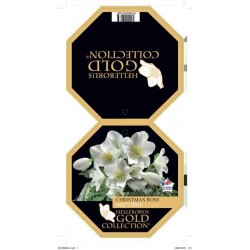 HELLEBORUS Hgc® Joel blanc...