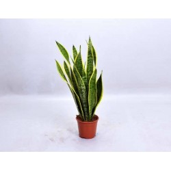 Sansevieria trifasciata...