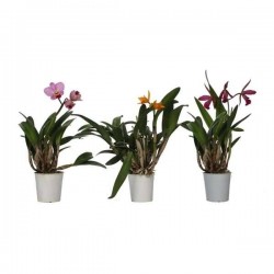 CATTLEYA petite Fleur H35 P12