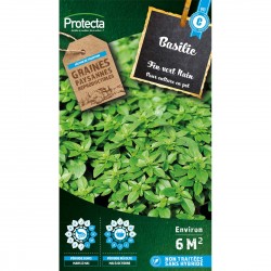 Basilic Fin vert Nain Compact