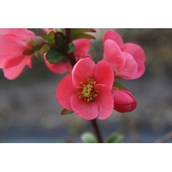 Chaenomeles speciosa...