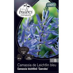 CAMASSIA leichtlinii...