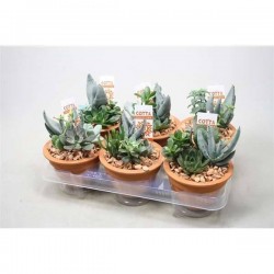 SUCCULENTE 963 H24 P13