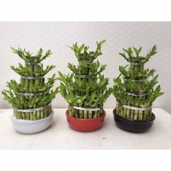 LUCKY bamboo Big Ronde H30 P16