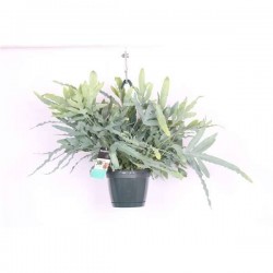 PHLEBODIUM bleu Star H40...