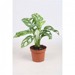 MONSTERA obliqua H30 P12