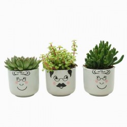 Succulente family...