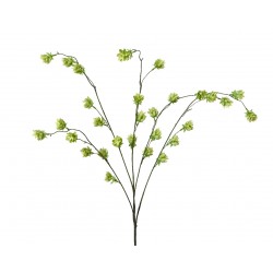 Tige De Houblon Vert Clair...