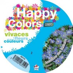 ANEMONE blanda bleu C1L...