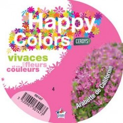 ARABIS blepharophylla rose...