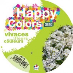 ARABIS caucasica blanc C1L...