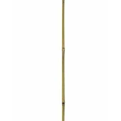 BAMBOO Tuteur bambou...