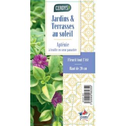 APTENIA cordifolia...