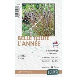 CAREX testacea orange C1L...