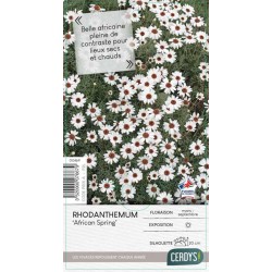 RHODANTHEMUM hosmariense...