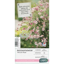 RHODANTHEMUM hosmariense...