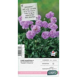 ARMERIA pseudarmeria...