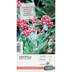 HELICHRYSUM amorginum 'Ruby...