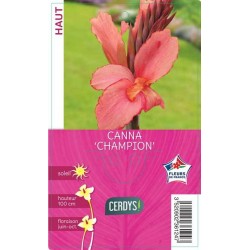CANNA 'Champion' C1L CANNA...