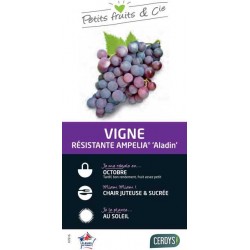 VIGNE Ampelia® 'Aladin' C3L...