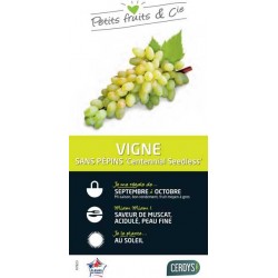 VIGNE 'Centennial Seedless'...