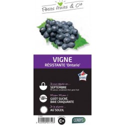 VIGNE 'Ontario' C1.5L...