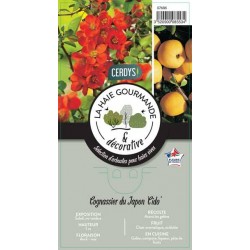 COGNASSIER du Japon 'Cido'...