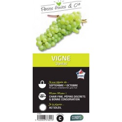 VIGNE 'Danlas' C1.5L PETITS...