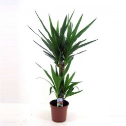 YUCCA H75 P17