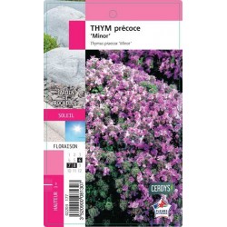 THYM praecox 'Minor' C1L...
