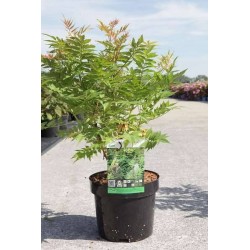 Sorbaria sorbifolia h40-c3.6l