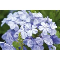 Plumbago capensis bl clair...