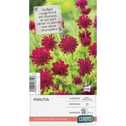 KNAUTIA macedonica rouge...