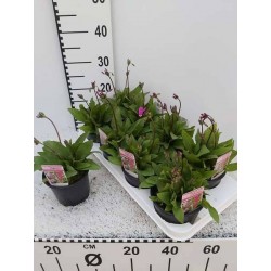 DODECATHEON meadia H30 P13