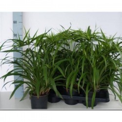 Cyperus diffuses h50-p14